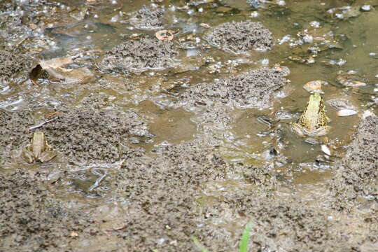 Sivun Lithobates clamitans (Latreille ex Sonnini de Manoncourt & Latreille 1801) kuva