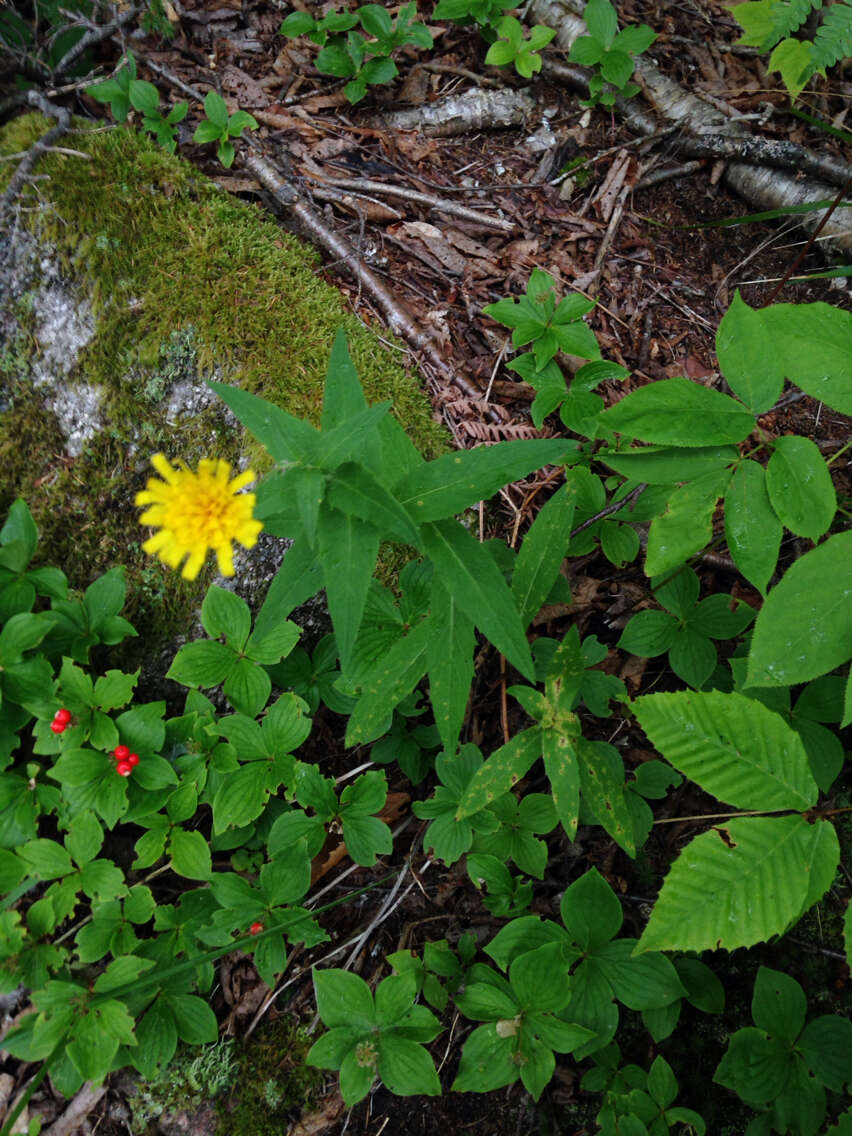 Image of hawkweed