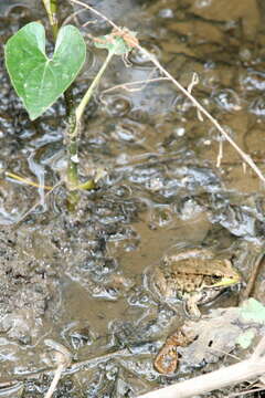 Sivun Lithobates clamitans (Latreille ex Sonnini de Manoncourt & Latreille 1801) kuva