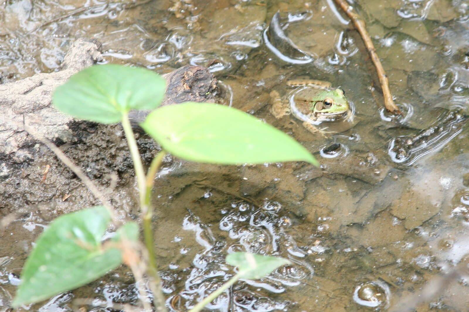 Image of Green Frog