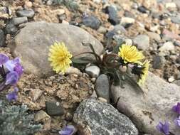 Image of northern dandelion