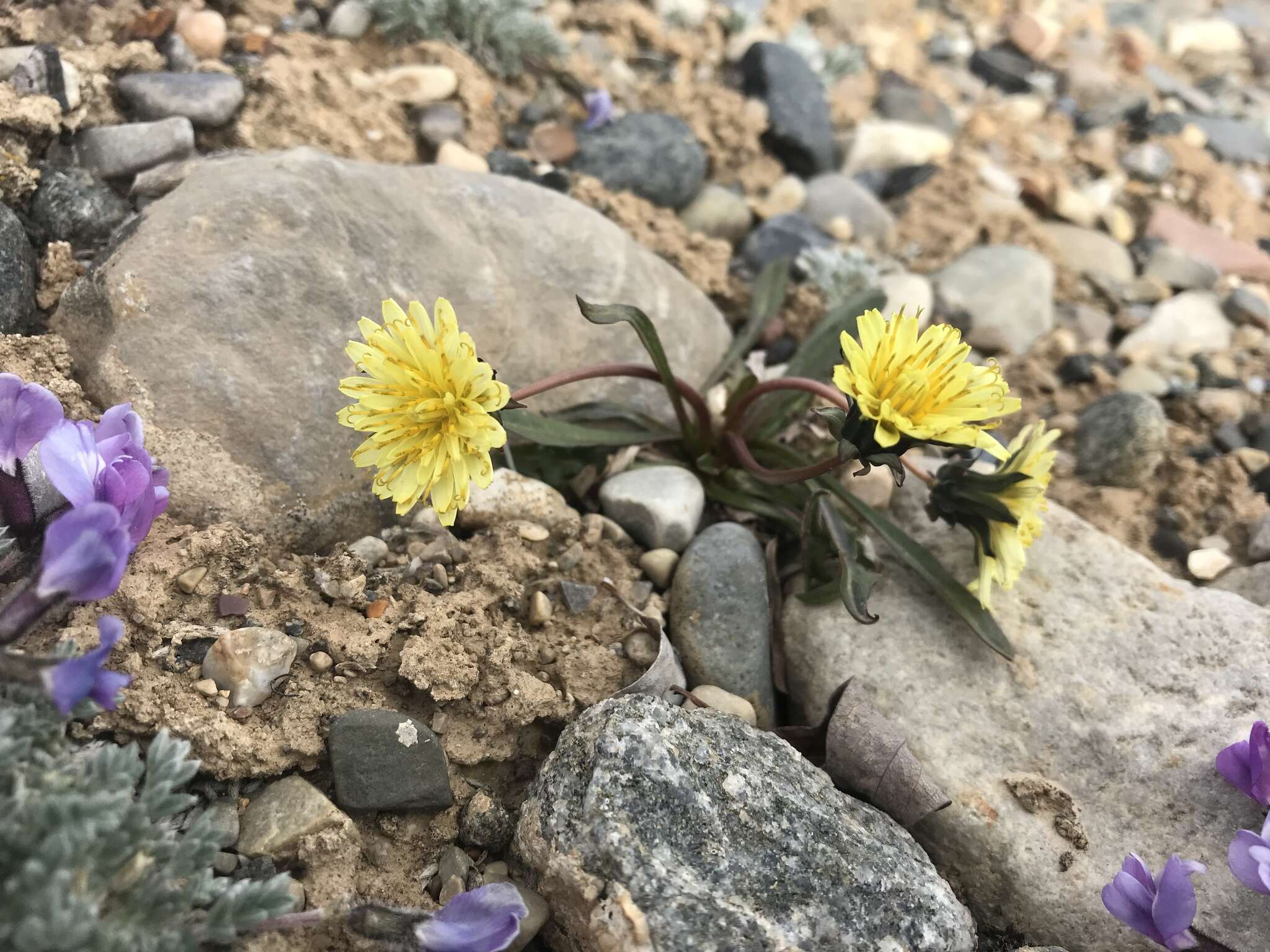 Plancia ëd Taraxacum phymatocarpum J. Vahl