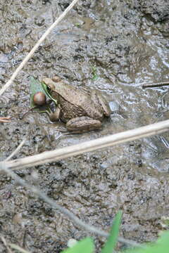 Sivun Lithobates clamitans (Latreille ex Sonnini de Manoncourt & Latreille 1801) kuva