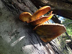 Image of western jack-o'-lantern mushroom