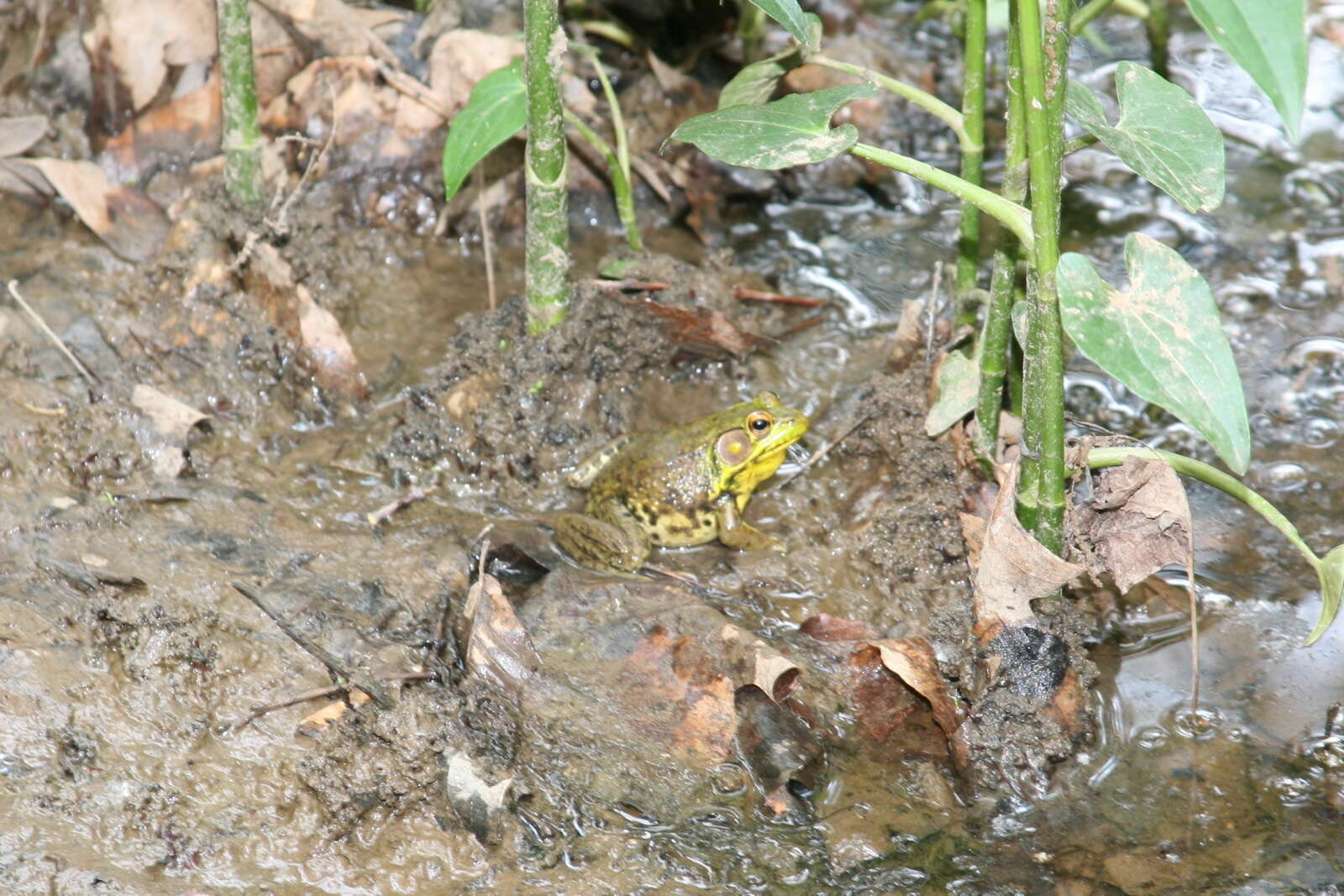 Image of Green Frog