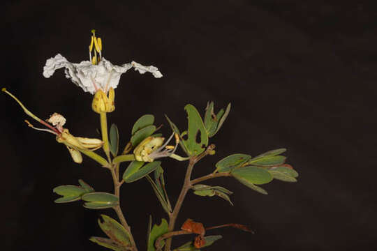 Image of Bauhinia petersiana Bolle