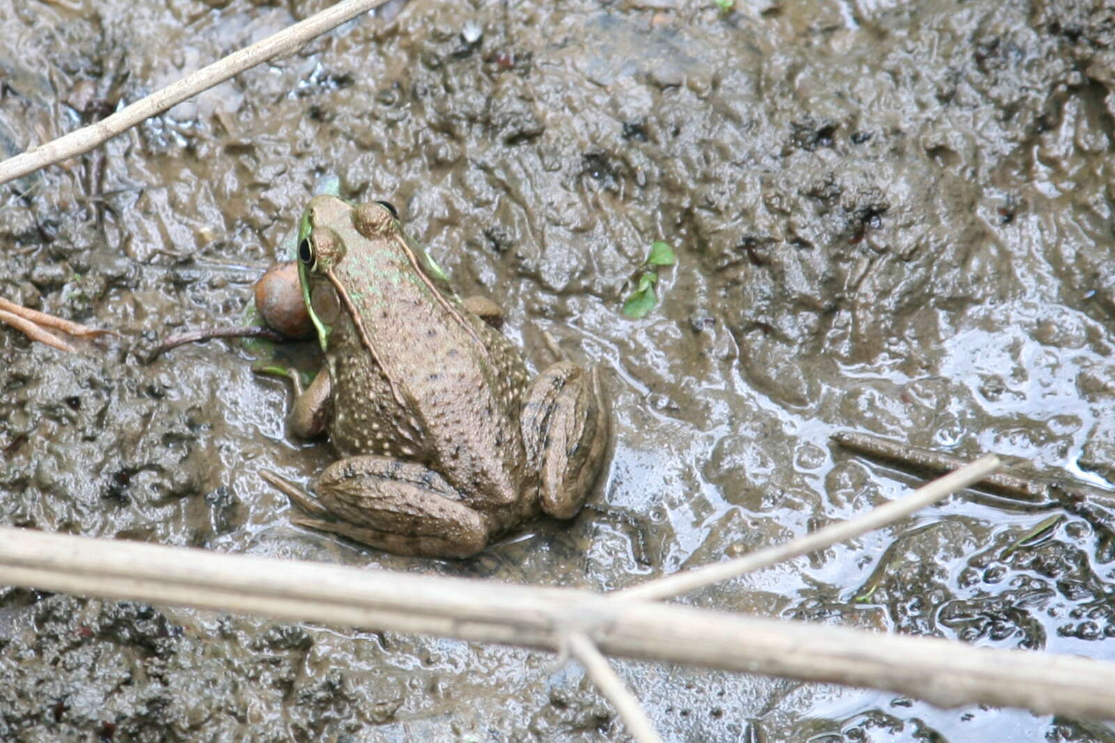 Image of Green Frog