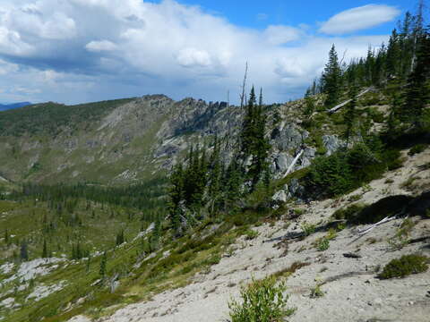 Image of subalpine fir