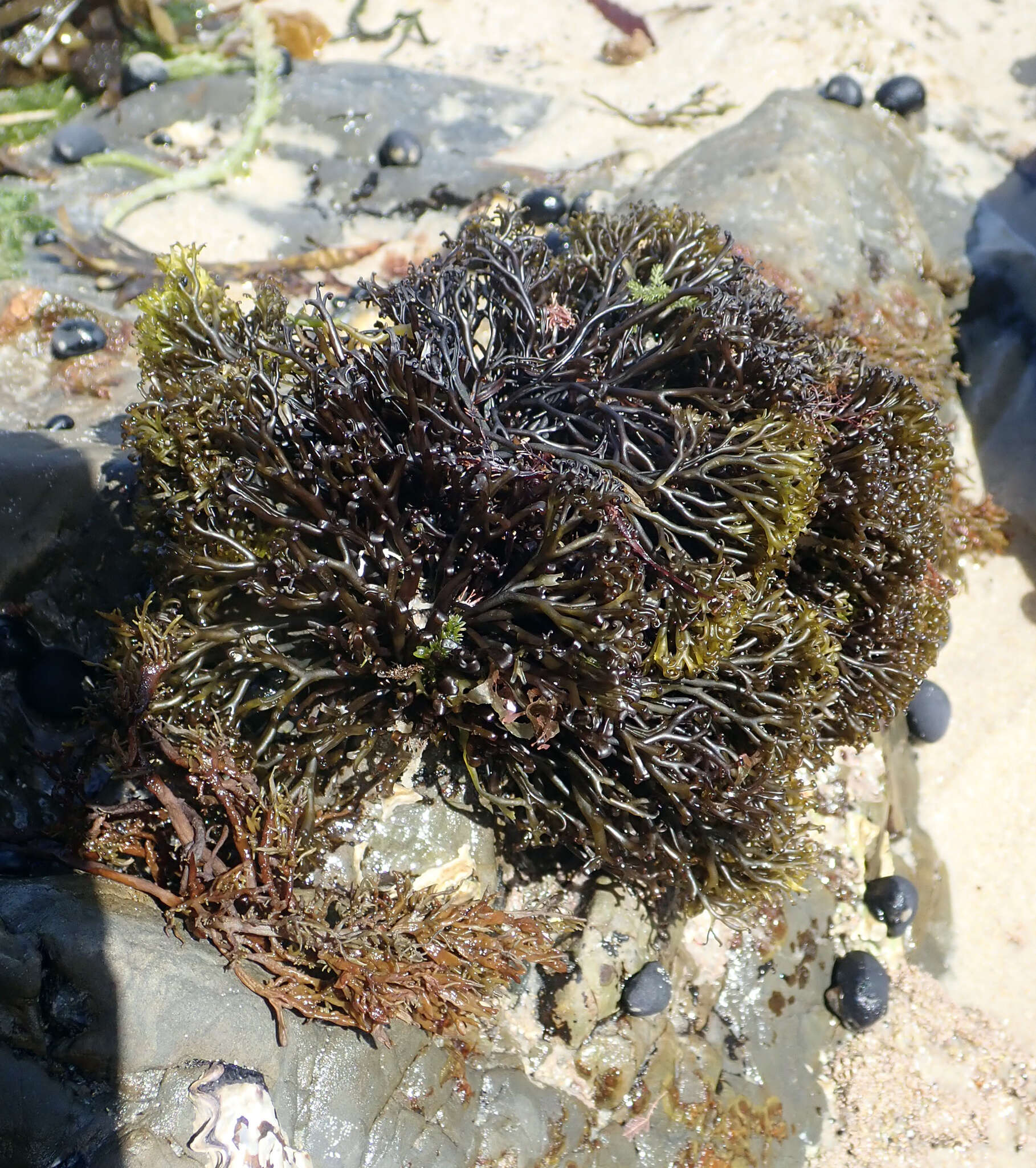 Image of Psilophycus alveatus (Turner) W. A. Nelson, Leister & Hommersand 2011