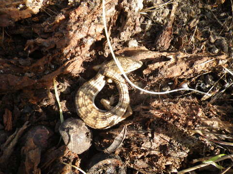 Image of Southern Alligator Lizard