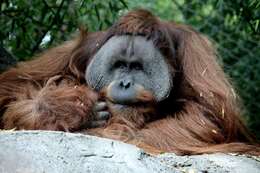 Image of Sumatran orangutan