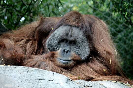 Image of Sumatran orangutan