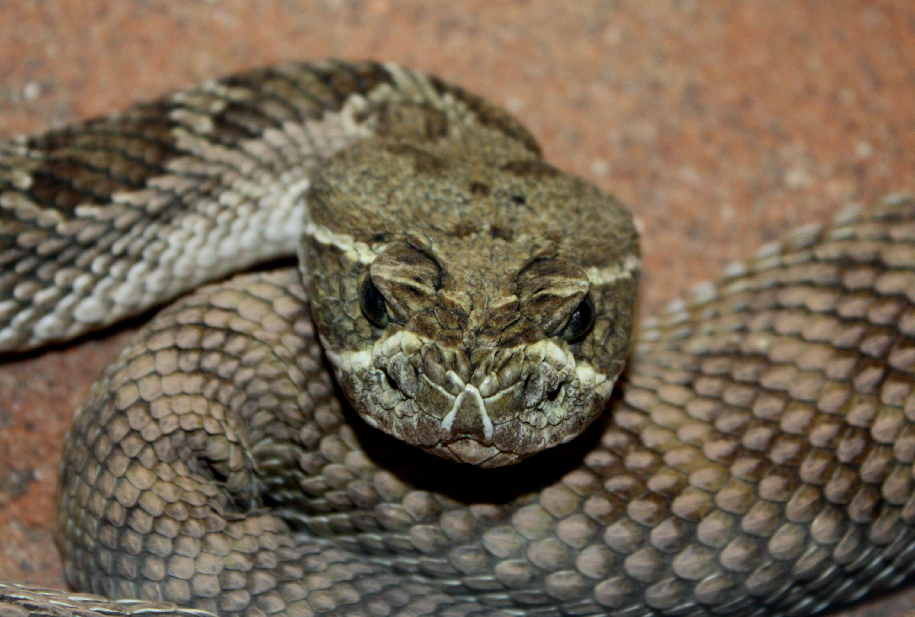 Image of Prairie Rattlesnake