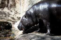 Image of Hexaprotodon Falconer & Cautley 1836