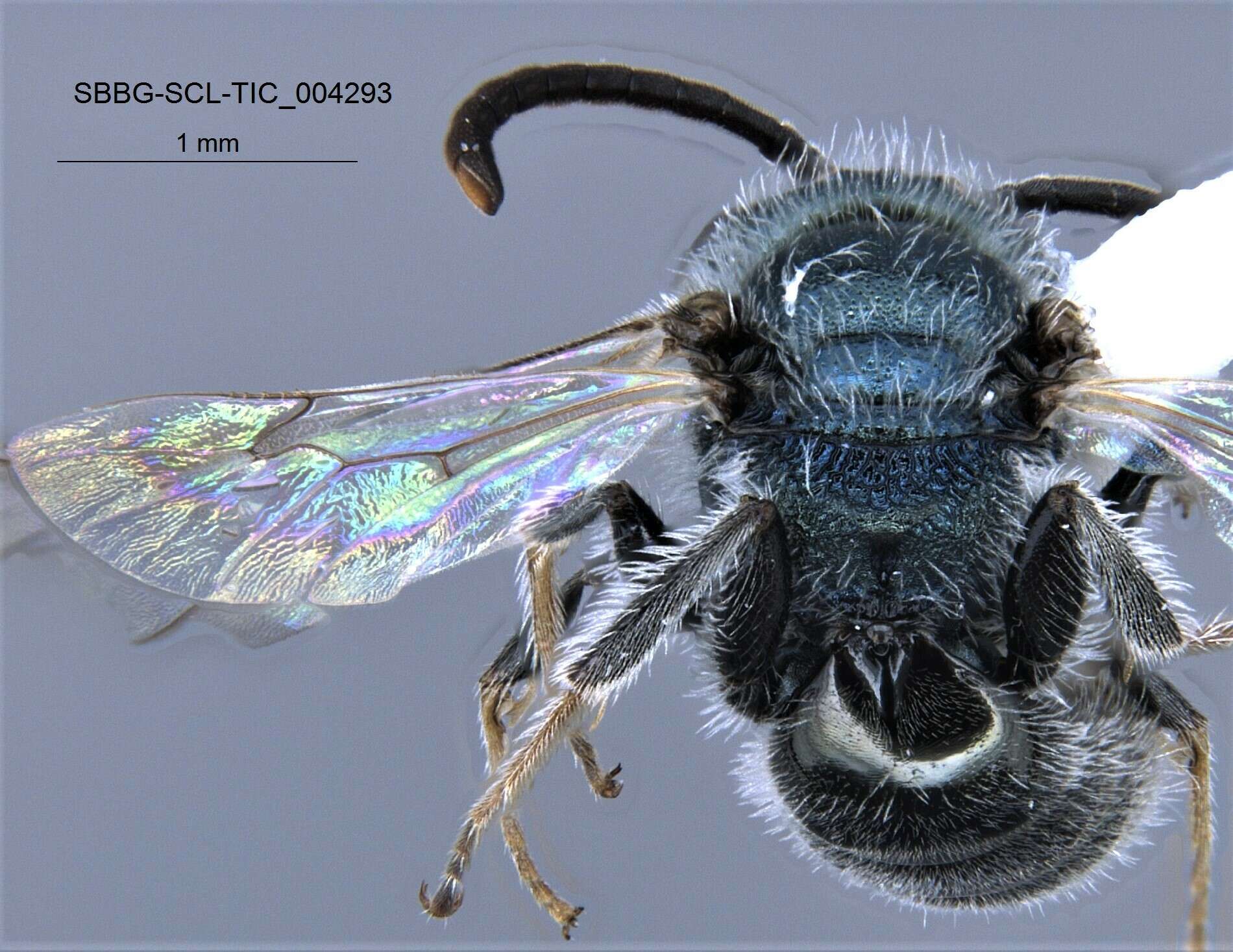 Lasioglossum incompletum (Crawford 1907)的圖片