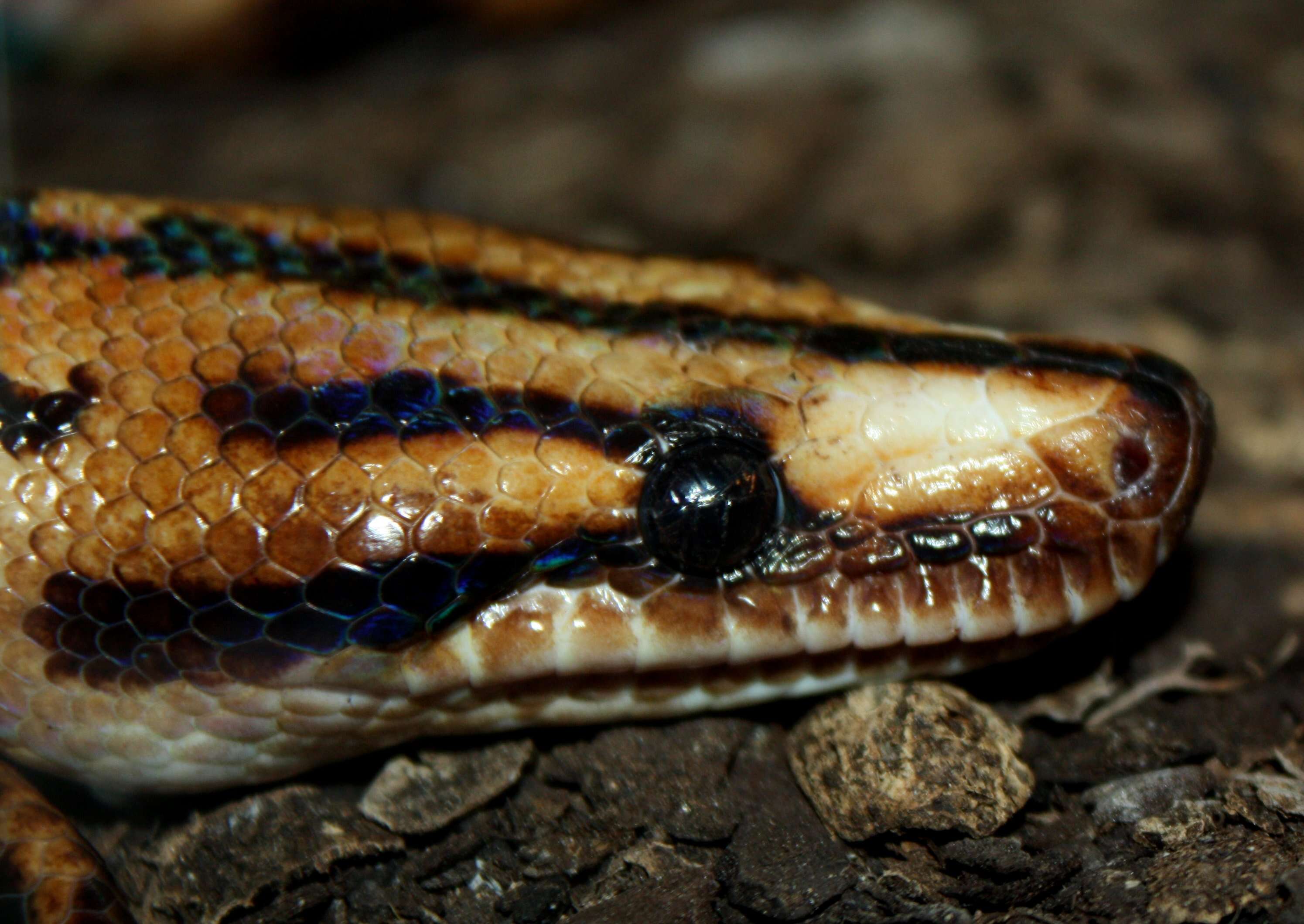 Image of Rainbow Boa