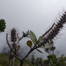 Image of Faurea coriacea S. K. Marner