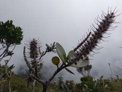 Image of Faurea coriacea S. K. Marner