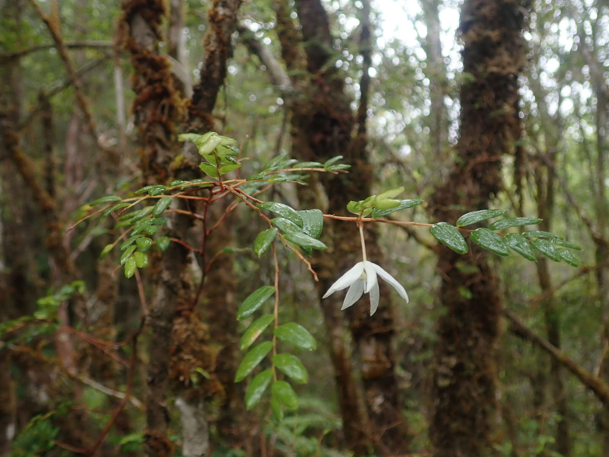 Image of Luzuriaga polyphylla (Hook. fil.) J. F. Macbr.