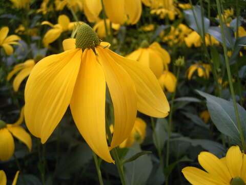 Image of cutleaf coneflower