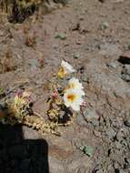 Image of Tropaeolum sessilifolium Poepp. & Endl.