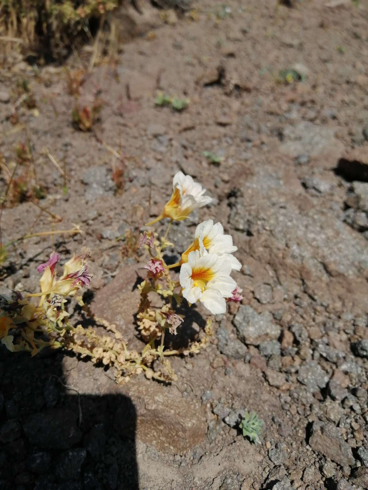 Image of Tropaeolum sessilifolium Poepp. & Endl.