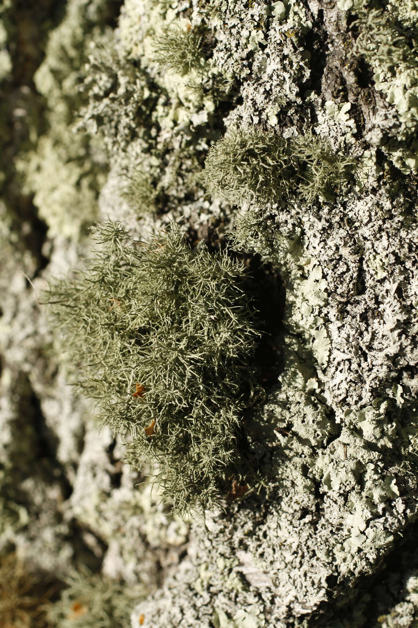 Image of Inflated Beard Lichen