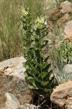 Image de Pachycarpus lebomboensis D. M. N. Smith