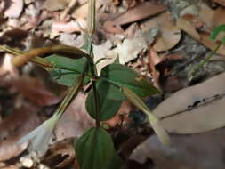 Image of Canscora andrographioides Griff. ex C. B. Cl.