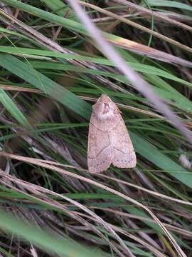 صورة Mesogona acetosellae Denis