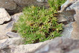 Image of Colobanthus buchananii T. Kirk