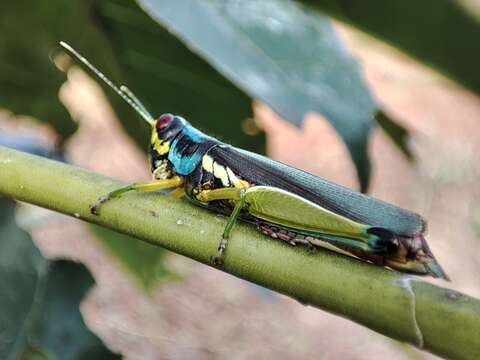 Proctolabus mexicanus (Saussure 1859)的圖片