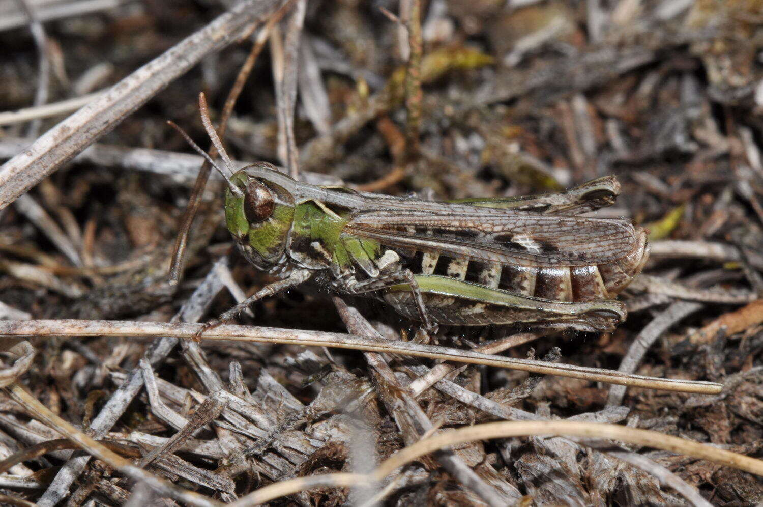 Image of Omocestus (Omocestus) petraeus (Brisout de Barneville 1856)