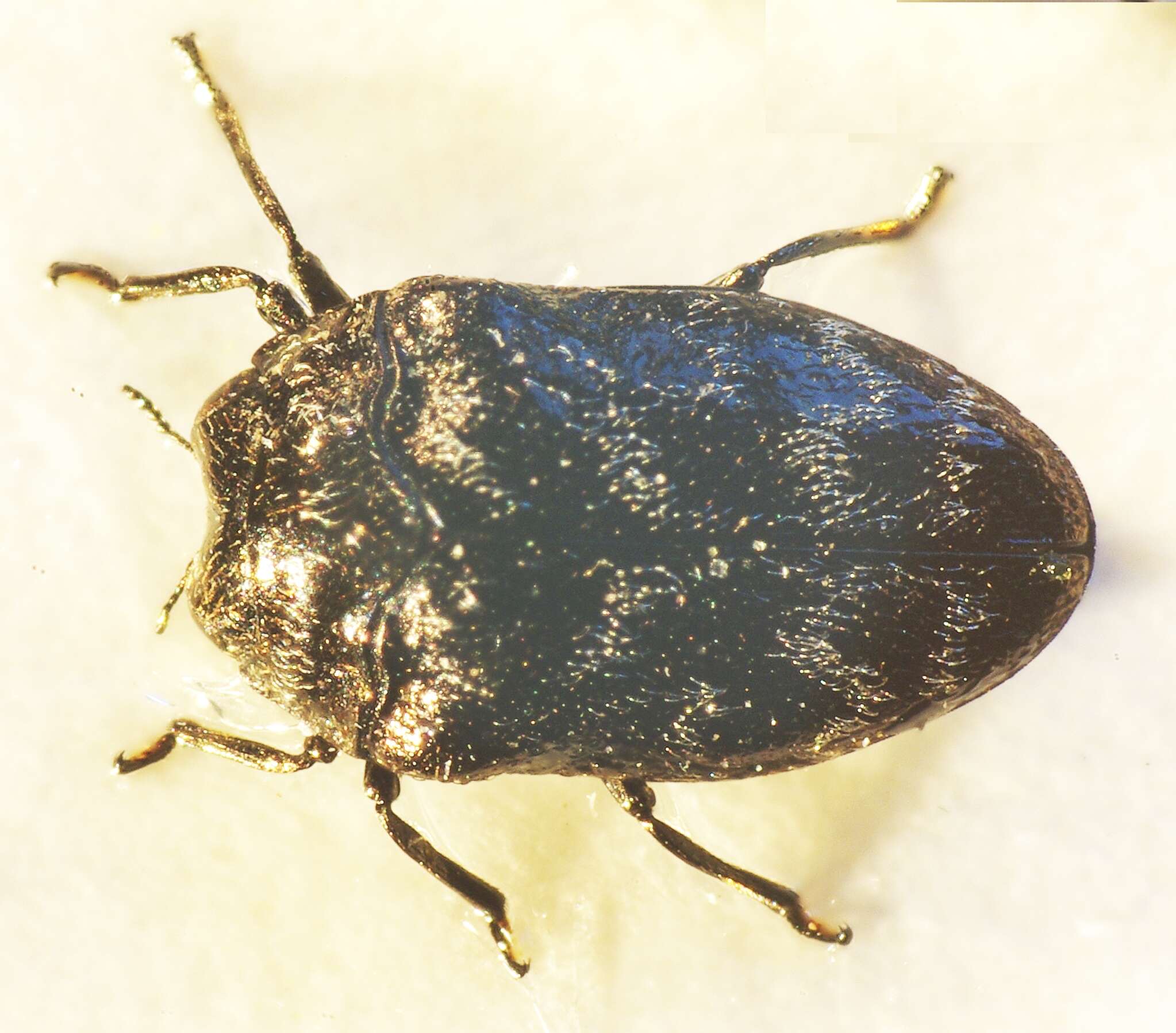 Image of Metallic wood-boring beetle