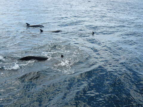 Image of false killer whale