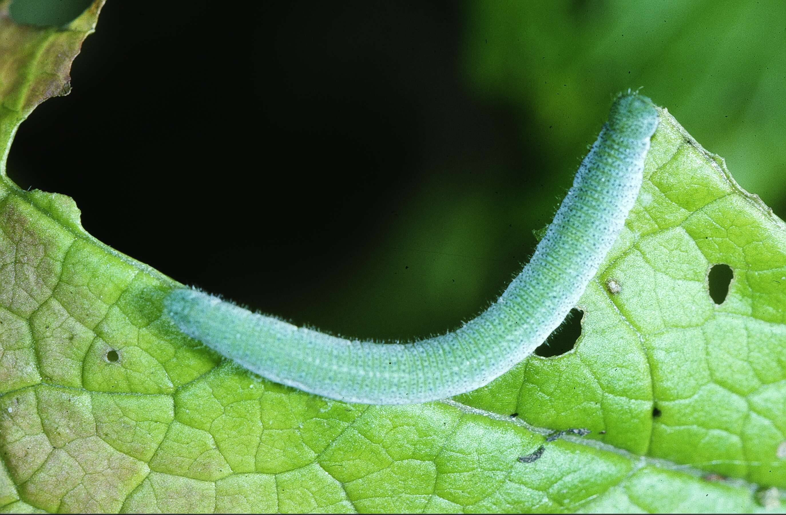 Image of orange tip