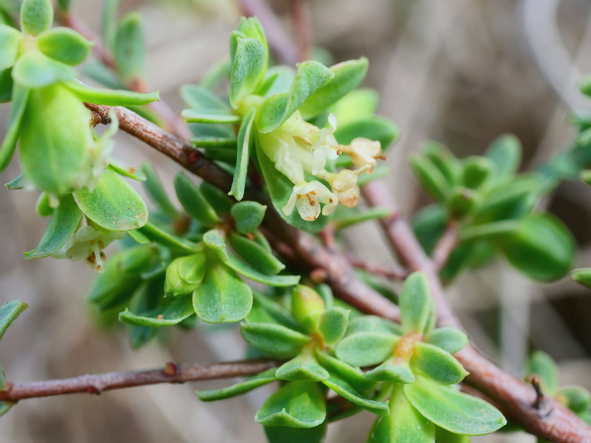 Image of Pimelea glauca R. Br.