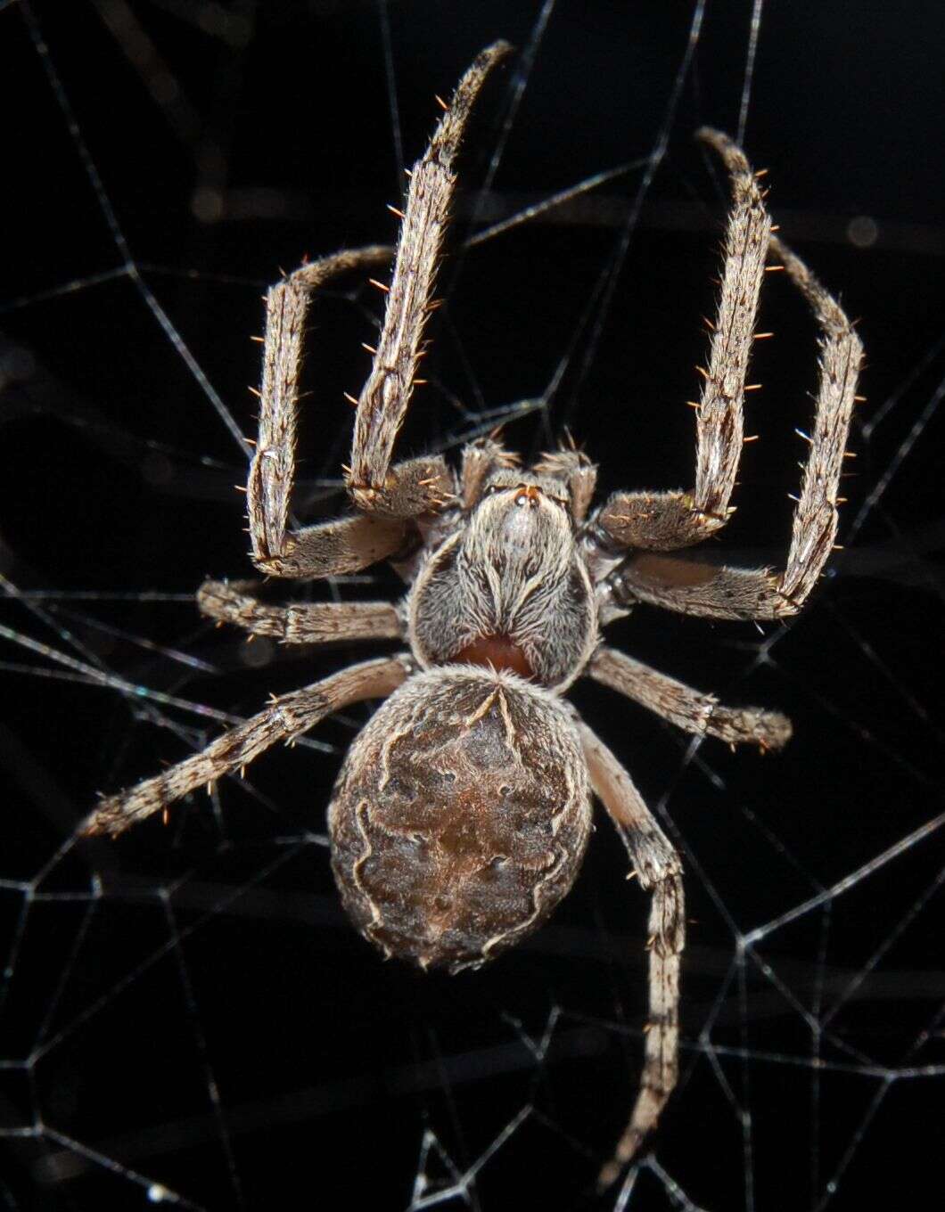 Image of Gray Cross Spider