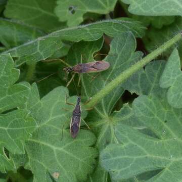 Image of Leafhopper Assassin Bug