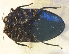 Image of Metallic wood-boring beetle