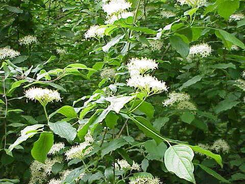 Imagem de Cornus sanguinea L.