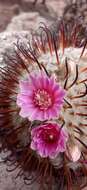 Image de Mammillaria bombycina subsp. perezdelarosae (Bravo & Scheinvar) D. R. Hunt