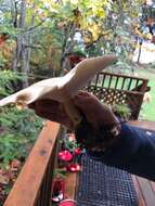 Image of giant clitocybe