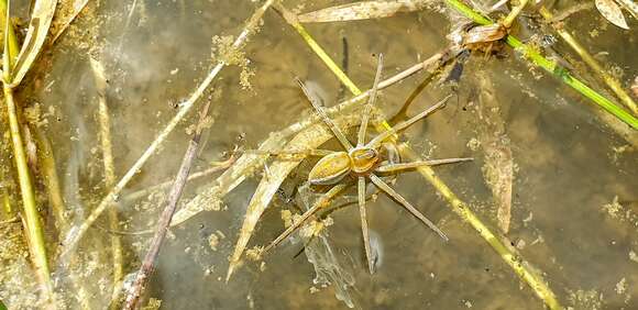 Plancia ëd Dolomedes facetus L. Koch 1876