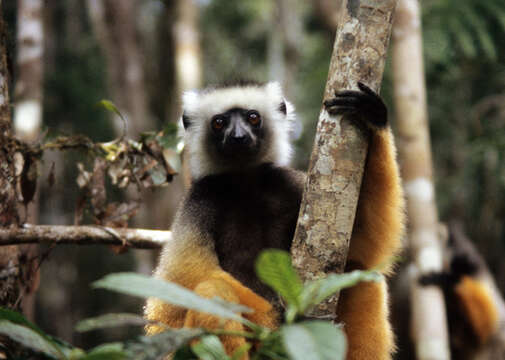 Image of Diadem Sifaka