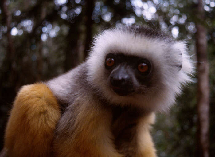 Image of Diadem Sifaka