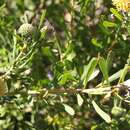 Plancia ëd Leucospermum muirii Phillips