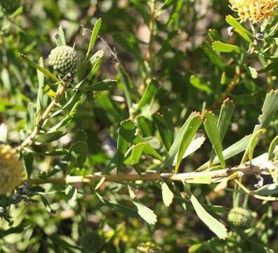 Plancia ëd Leucospermum muirii Phillips