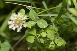 Image de Trifolium nigrescens subsp. petrisavii (Clementi) Holmboe