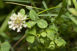 Image of Trifolium nigrescens subsp. petrisavii (Clementi) Holmboe